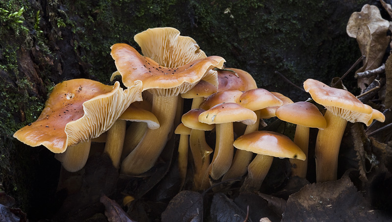 Flammulina velutipes